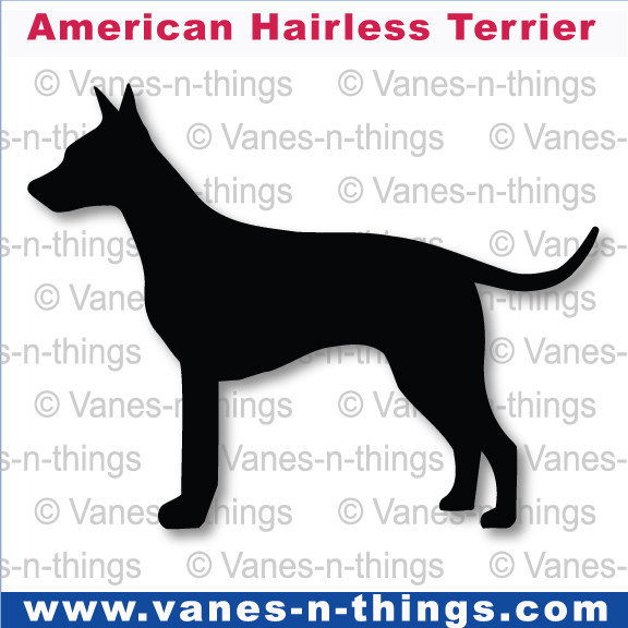 007 American Hairless Terrier