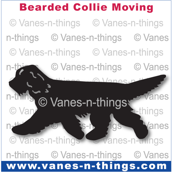 023 Bearded Collie Moving