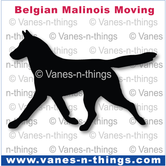027 Belgian Malinois Moving