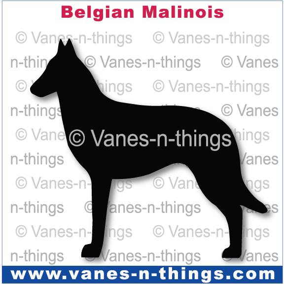026 Belgian Malinois