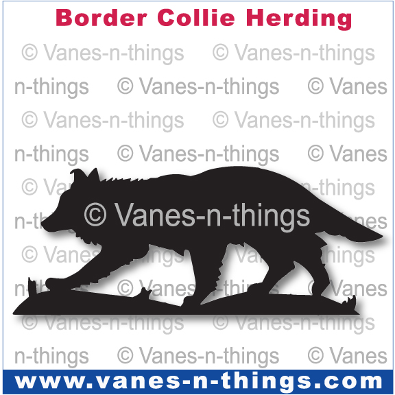 037 Border Collie Herding