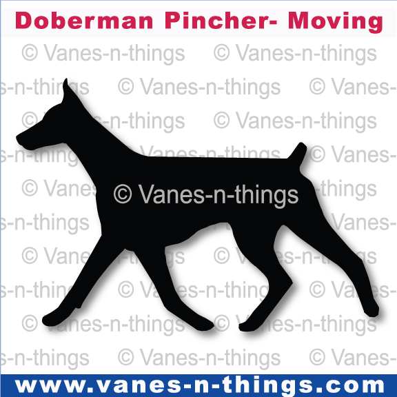 091 Doberman Moving