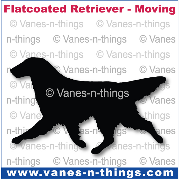 098 Flat-coated Retriever Moving
