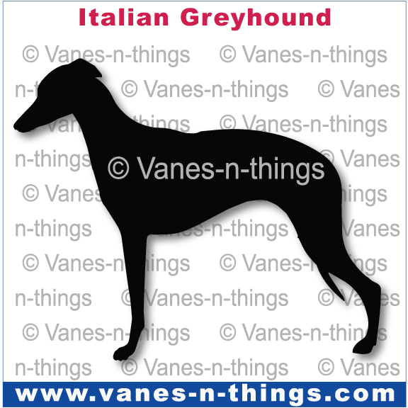 132 Italian Greyhound