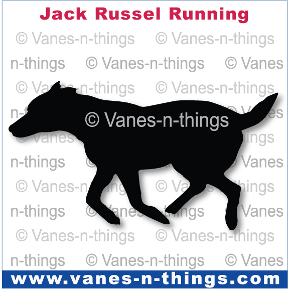 134 Jack Russell Running