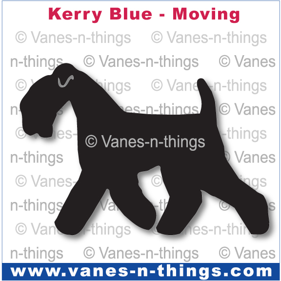 139 Kerry Blue Terrier Moving