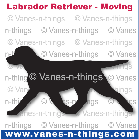 143 Labrador Retriever Moving