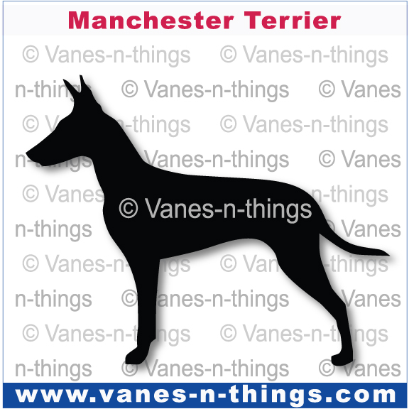 149 Manchester Terrier