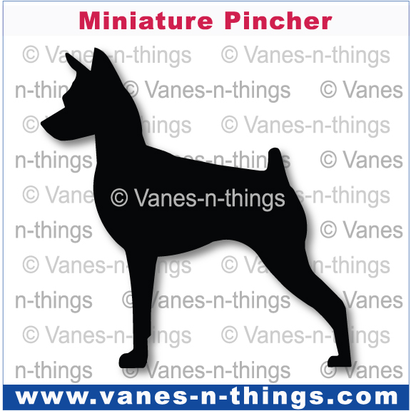 152 Miniature Pincher