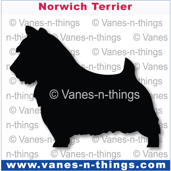 158 Norwich Terrier