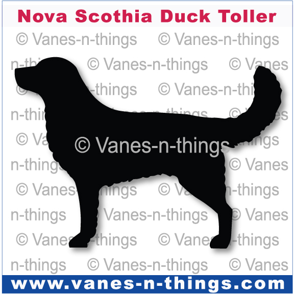 159 Nova Scotia Duck Tolling Retriever