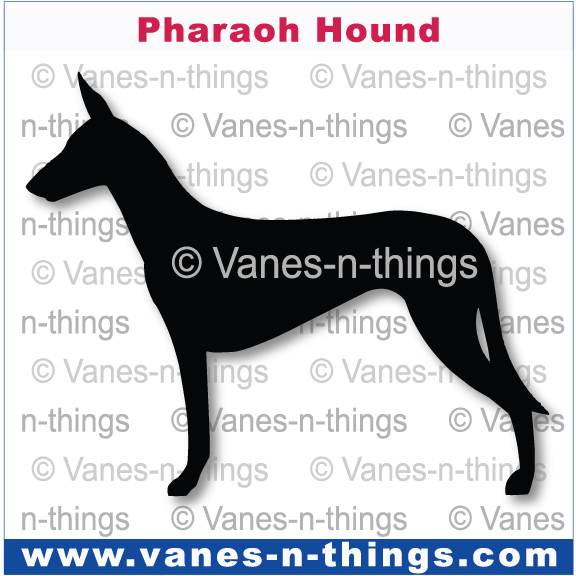167 Pharaoh Hound
