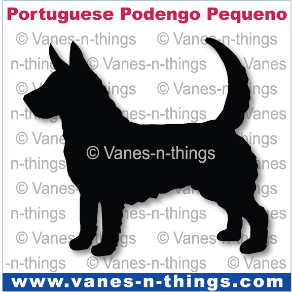 174 Portuguese Podengo Pequeno