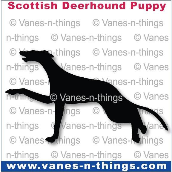 199 Scottish Deerhound Puppy