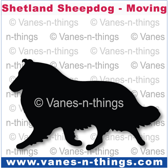 210 Shetland Sheepdog Moving