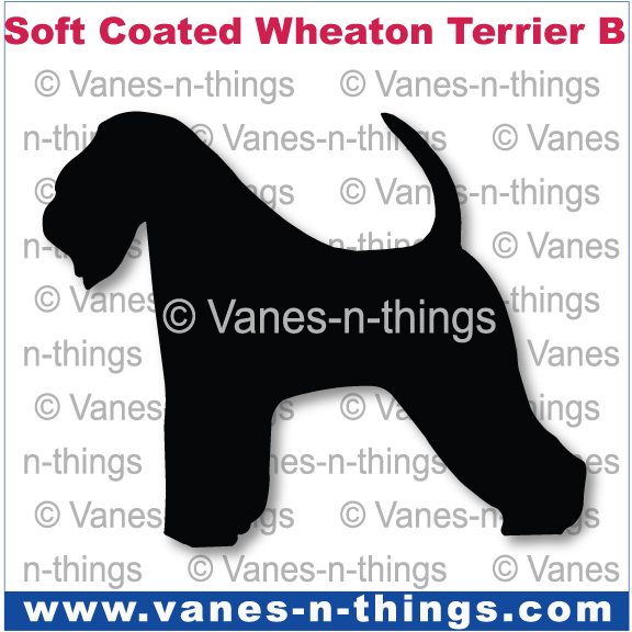 219 Soft Coated Wheaton Terrier B