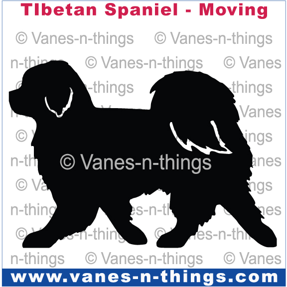 226 Tibetan Spaniel Moving
