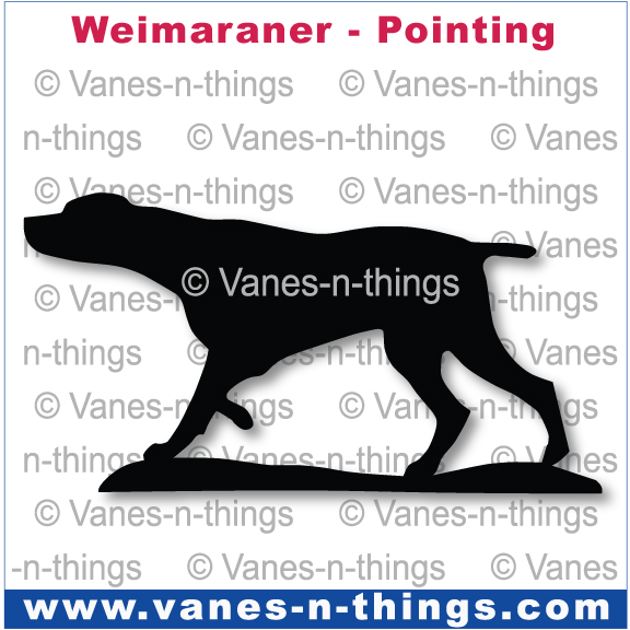 232 Weimaraner Pointing