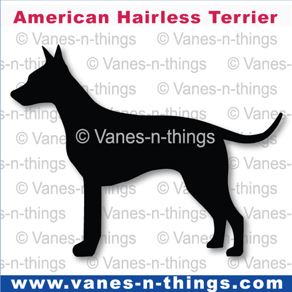 007 American Hairless Terrier