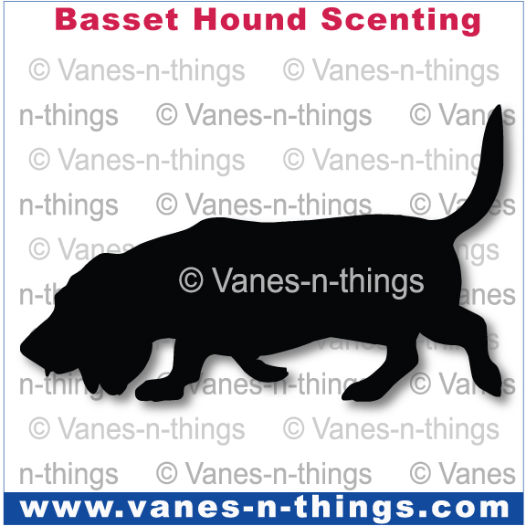 019 Bassett Hound Scenting