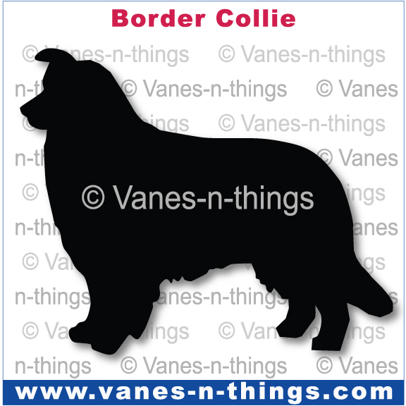 038 Border Collie