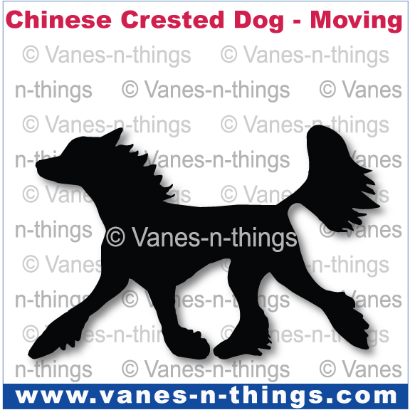 069 Chinese Crested Dog Moving (Long Coat)