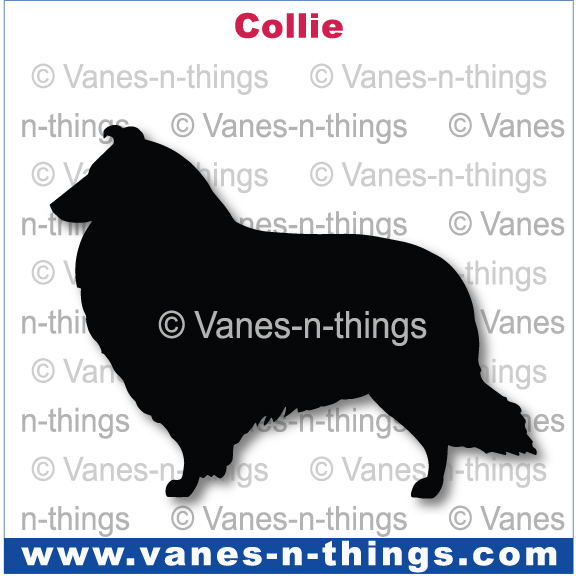 075 Collie