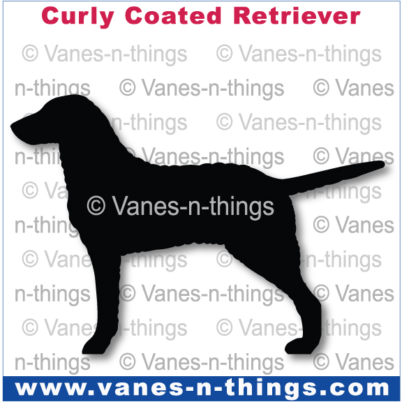 082 Curly Coated Retriever