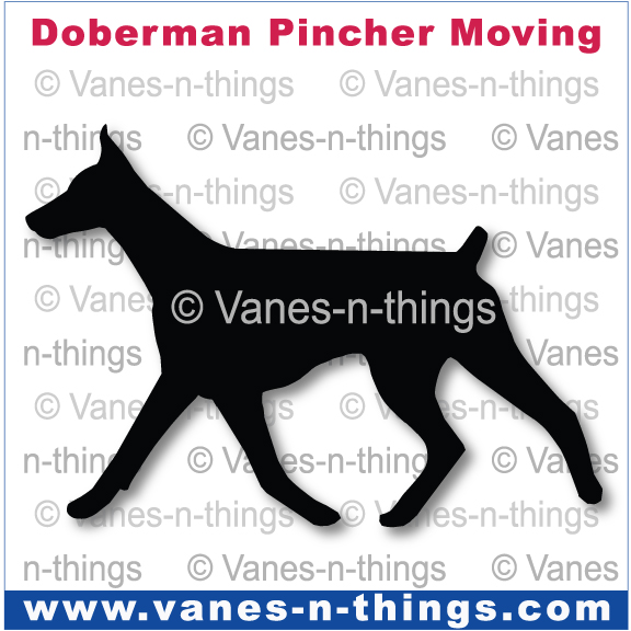 091 Doberman Moving