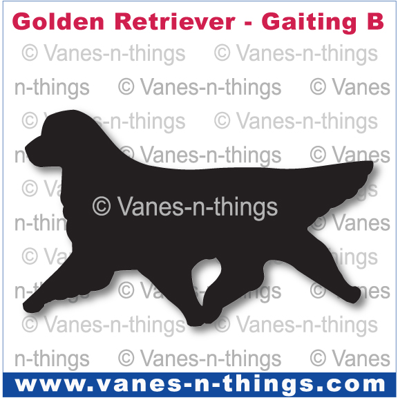 116 Golden Retriever Moving B