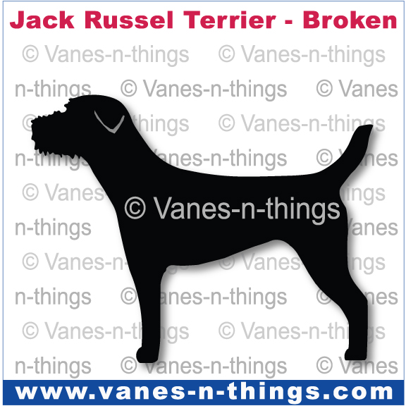 135 Jack Russell Terrier(broken Coat)