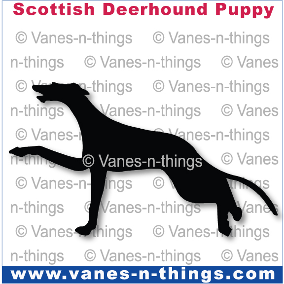199Scottish Deerhound Puppy