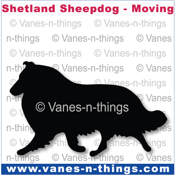 210  Shetland Sheepdog Moving