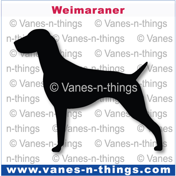231 Weimaraner